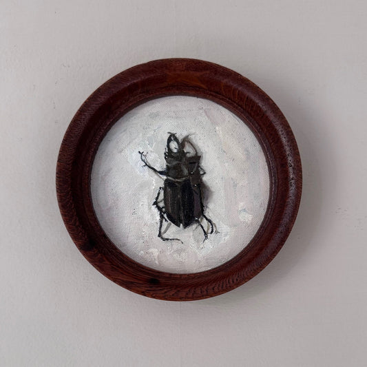 Stag Beetle