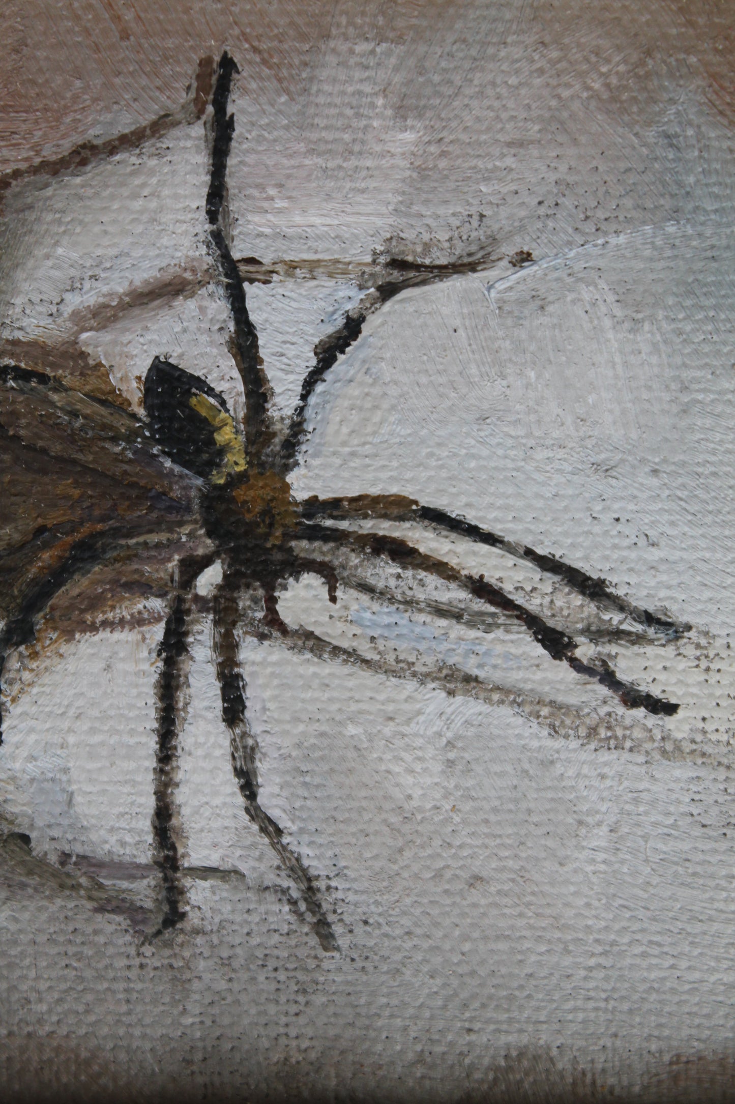 House Spider