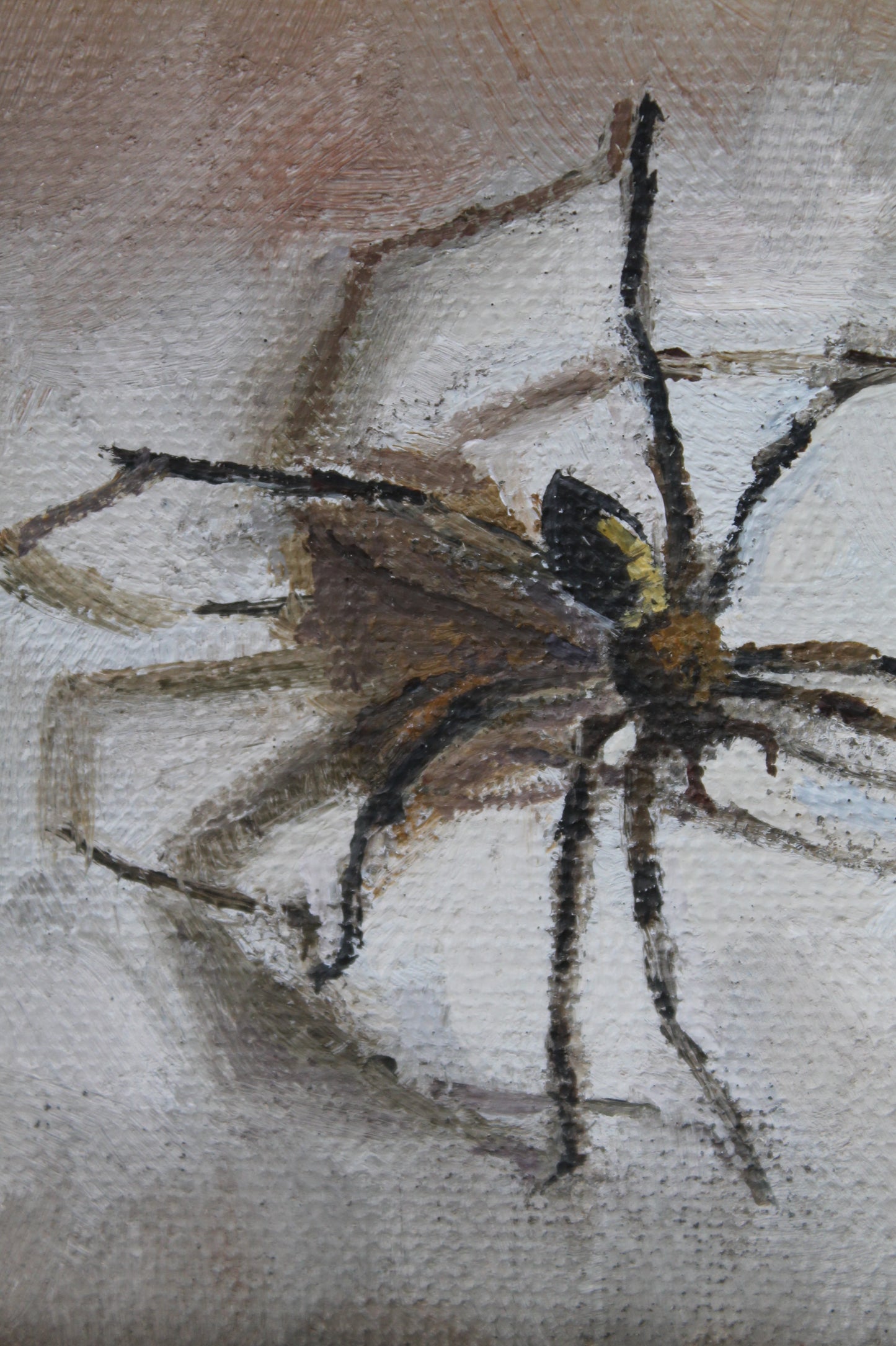 House Spider